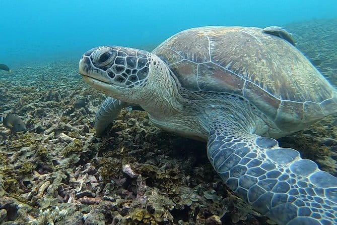 1 Day Discover Scuba Diving Experience in Koh Tao - Lunch before the afternoon sea sessions