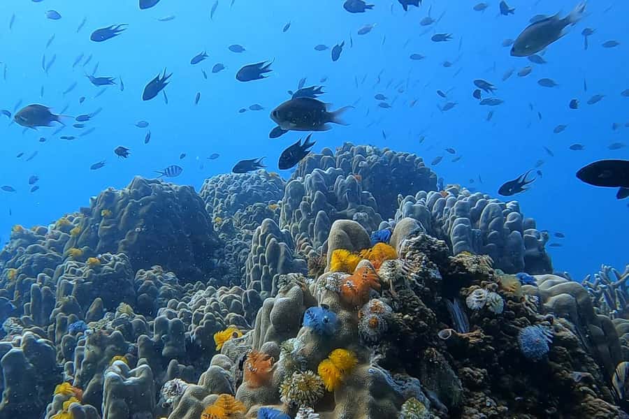 1-Day Discover Scuba Diving for Beginners in Koh Tao - Thai lunch and a practical pause before the boat