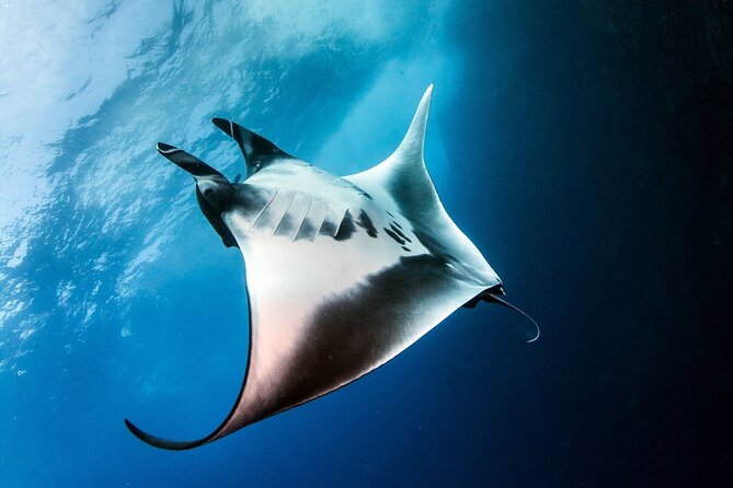 2 Days & 1 Night - 2 Dives in Lembongan/Penida (for certified divers) - Why this short Lembongan trip works well
