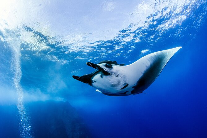 2 Days & 1 Night - 2 Dives in Lembongan/Penida (for certified divers) - One night on Nusa Lembongan