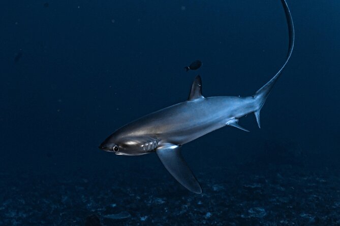 2 Days & 1 Night - 2 Dives in Lembongan/Penida (for certified divers) - What Manta Point offers