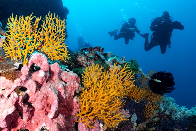 2 Days & 1 Night - 2 Dives in Lembongan/Penida (for certified divers) - How the two morning sessions are guided