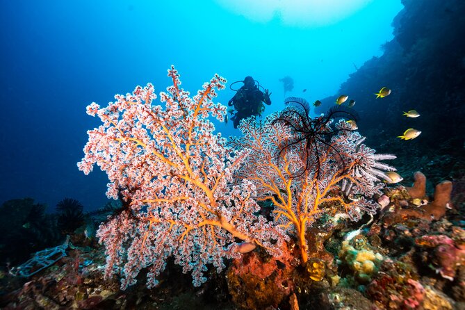 2 Days & 1 Night - 2 Dives in Lembongan/Penida (for certified divers) - The main drawbacks to consider
