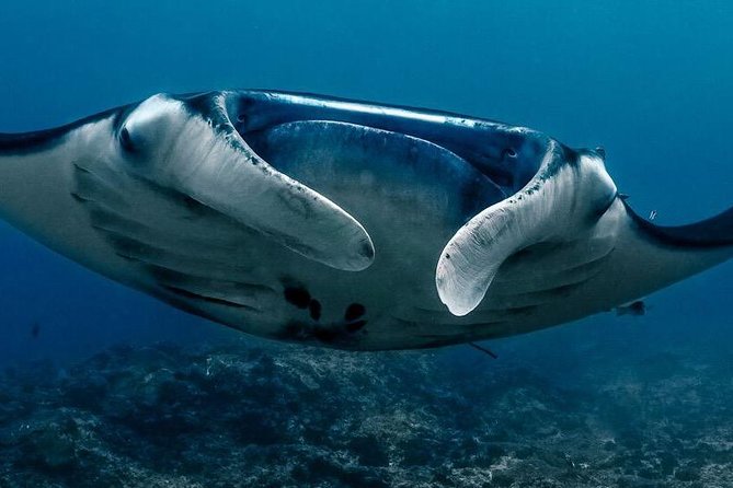2 Days Discover Scuba Diving in Nusa Lembongan - Scuba Initiation - Key points to know before you book