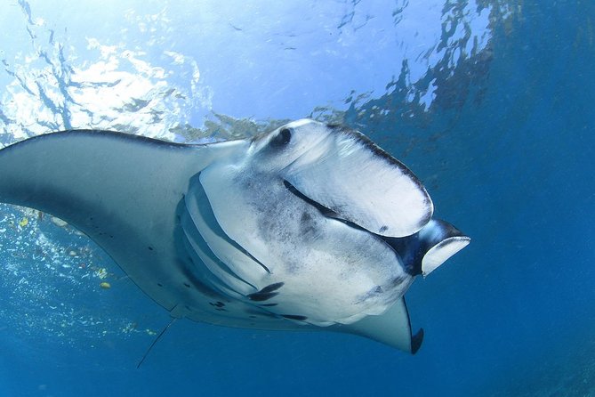 2 Days Discover Scuba Diving in Nusa Lembongan - Scuba Initiation - Learning to breathe underwater in Nusa Lembongan