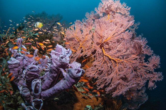 2 Days Discover Scuba Diving in Nusa Lembongan - Scuba Initiation - What the listed stops mean for your day