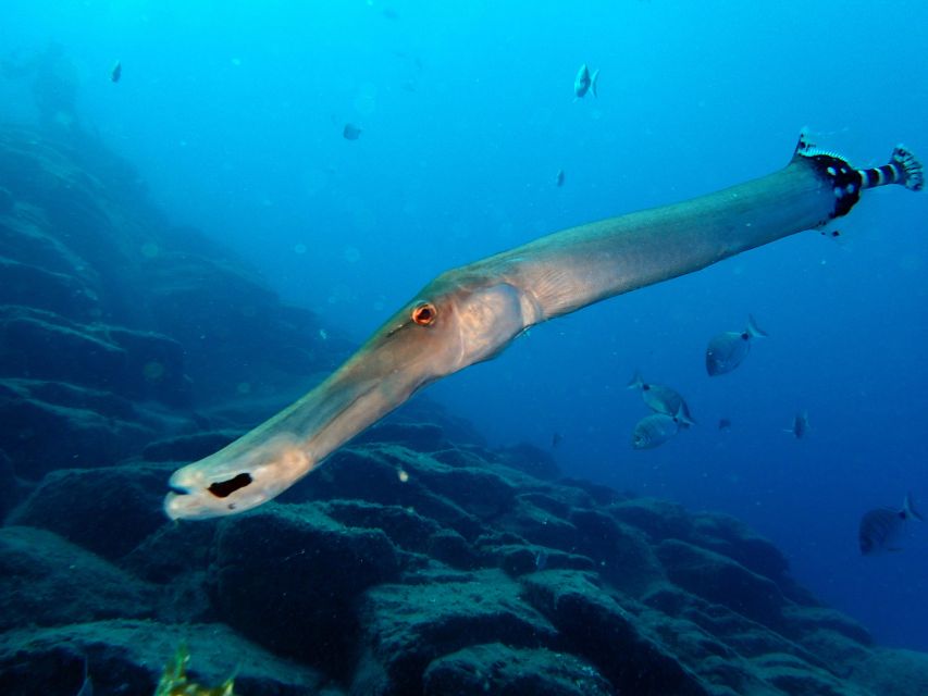 2-Dive Guided Scuba Diving For Qualified Divers - Key points to know before booking