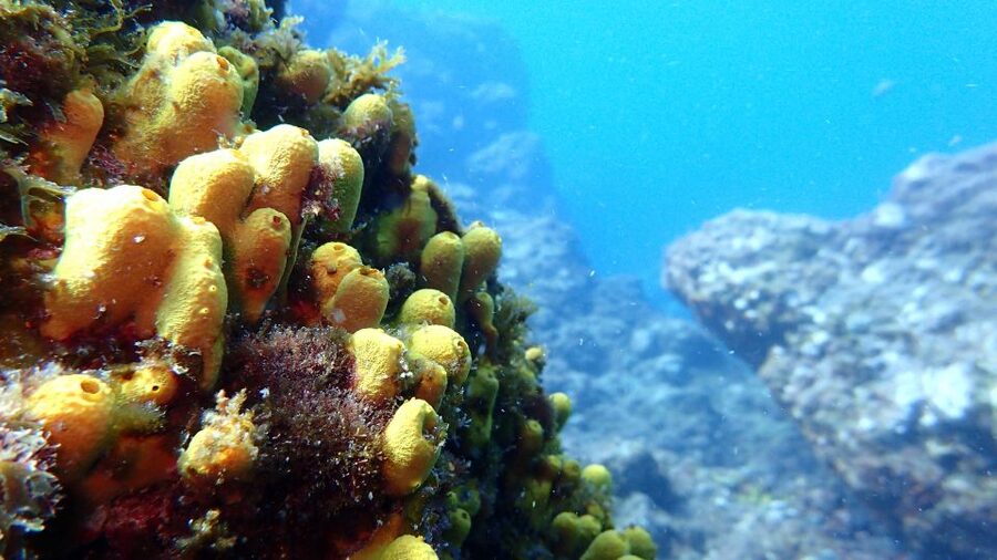 2-Dive Guided Scuba Diving For Qualified Divers - Boat or shore entry: which option suits you?