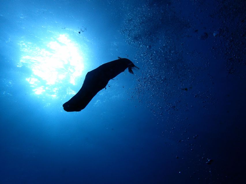 2-Dive Guided Scuba Diving For Qualified Divers - What you may see beneath the surface