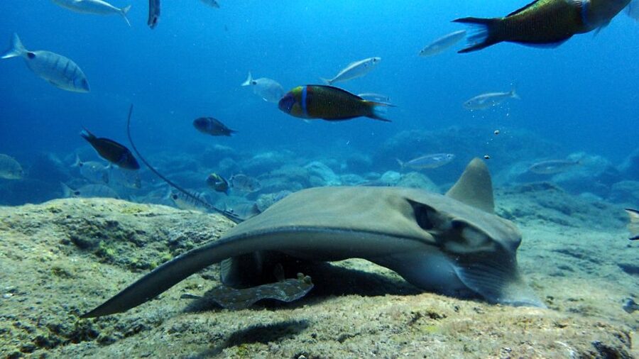 2-Dive Guided Scuba Diving For Qualified Divers - Who should book this Tenerife experience?