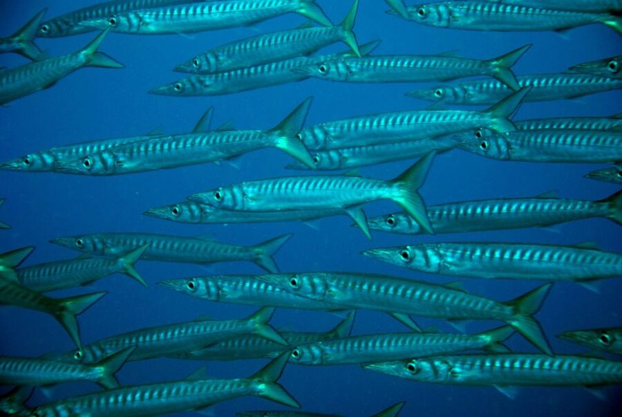 2-Dive Guided Scuba Diving For Qualified Divers - Meet at Paradise Divers in Callao Salvaje