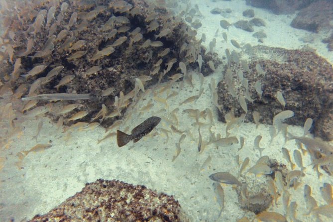 2 Dive Package for PADI Qualified Divers in Gran Canaria - Should you book the two-site trip?