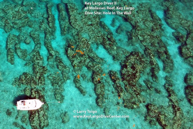 2 Dive Scuba Diving Reef Excursion to Key Largo Marine Sanctuary - Who will enjoy this most