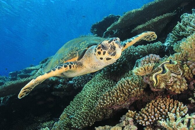 2 Dive Stops Intro Scuba Diving With Lunch & Transfer - Hurghada - Why the $21 price is unusually good value