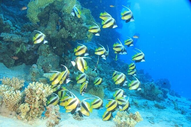 2 Dive Stops Intro Scuba Diving With Lunch & Transfer - Hurghada - What you may see below the surface