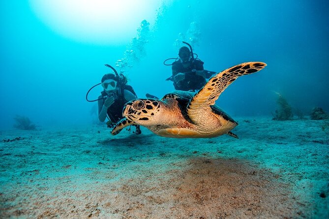 2 Dives for Certified Divers in Fujairah with lunch & transfer - From Dubai to Fujairah’s East Coast