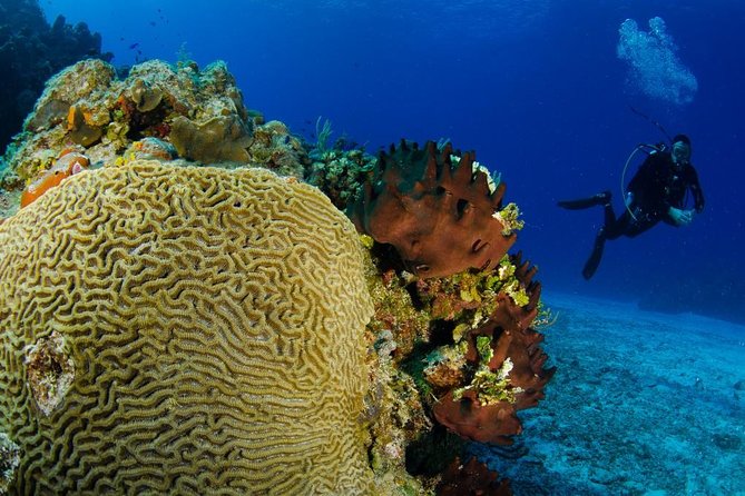 2 dives in Cozumel (for certified divers only) - Why Cozumel’s marine park makes this outing appealing