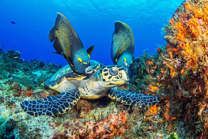2 dives in Cozumel (for certified divers only) - Certification and recent experience rules