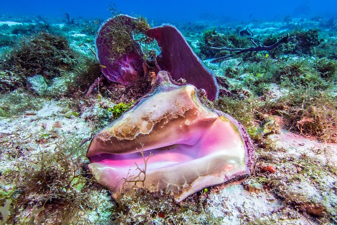 2 dives in Cozumel (for certified divers only) - The first boat outing: coral, fish, and current