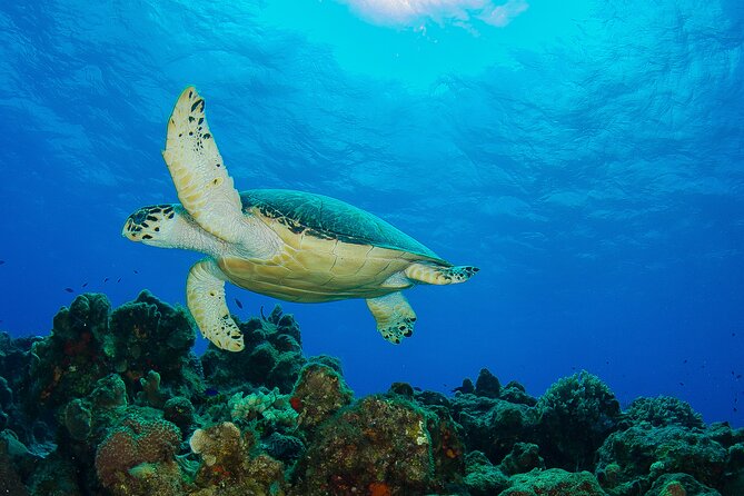2 dives in Cozumel (for certified divers only) - The surface interval and second session