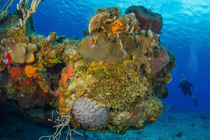 2 dives in Cozumel (for certified divers only) - The timing problem for cruise passengers