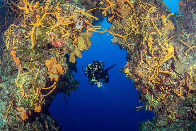 2 dives in Cozumel (for certified divers only) - What happens at the Allegro Cozumel meeting point