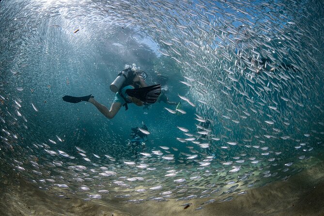 2 Dives in the Cabo Marine Park - Why this small-group trip works well