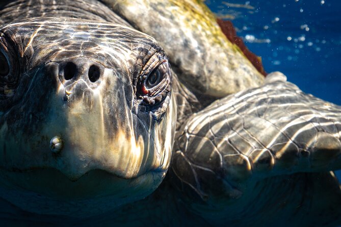 2 Dives in the Cabo Marine Park - The conservation angle is more than a slogan