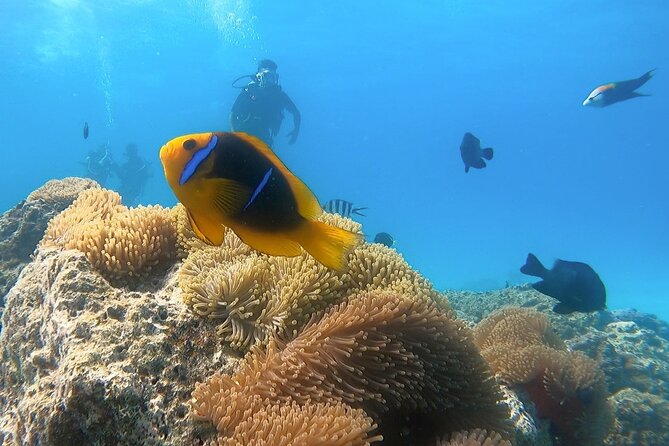 2 Dives in the morning for certified divers in Bora Bora - From hotel dock to the aluminum boat