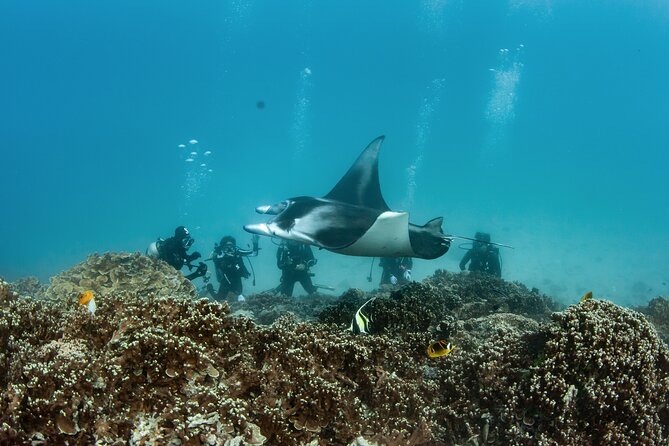 2 Dives in the morning for certified divers in Bora Bora - The surface interval with tea and cookies