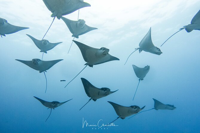 2 Dives in the morning for certified divers in Bora Bora - What the first session may reveal