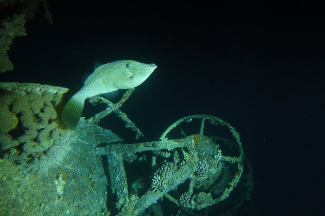 2 Hour Private Night Diving in the Red Sea of Aqaba - Aqaba’s reef after dark