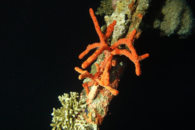 2 Hour Private Night Diving in the Red Sea of Aqaba - What the two-hour schedule really includes