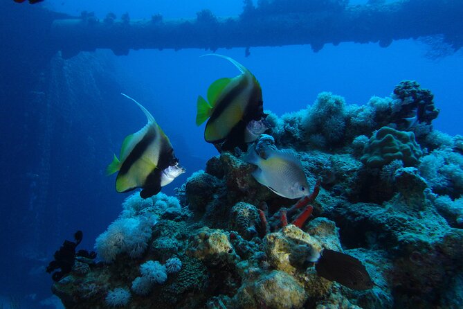 2 Hour Private Night Diving in the Red Sea of Aqaba - Practical details before you reserve