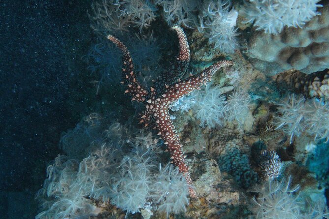 2 Hour Private Night Diving in the Red Sea of Aqaba - What I like most, and what gives me pause