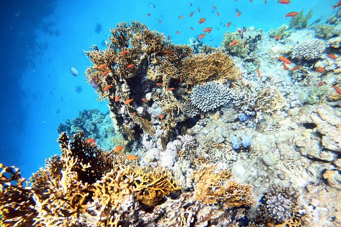 2-Hour Private Scuba Experience in Aqaba - Photos and videos to take home