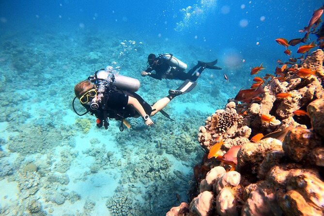 2-Hour Private Scuba Experience in Aqaba - Who will enjoy this private session most
