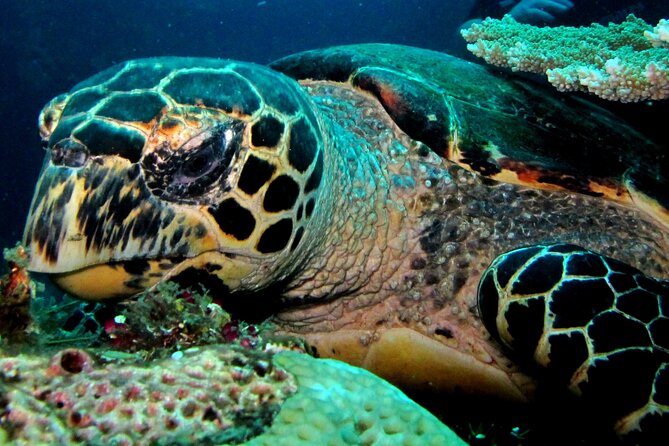 2 PADI Certified Dives at Tulamben from Bali - Why Tulamben is worth the long road from Bali
