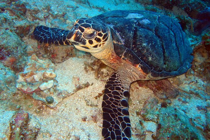 2 Tank Boat Dives for Certified Divers - What the morning feels like from pickup to return