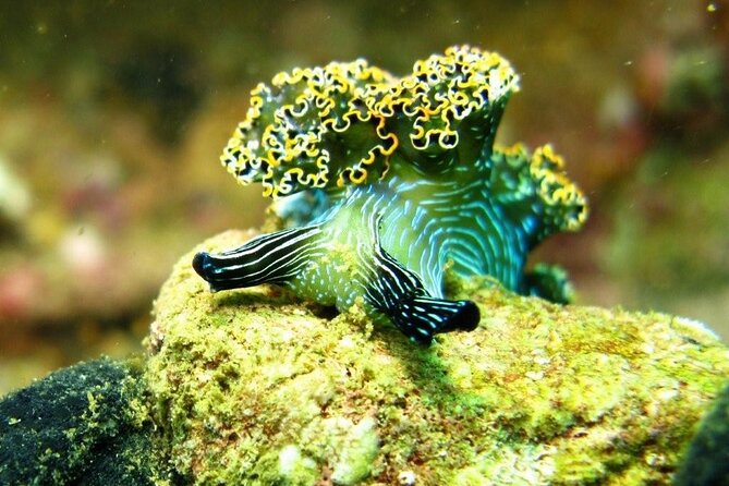 2 Tank Boat Dives for Certified Divers - Marine life around Acapulco