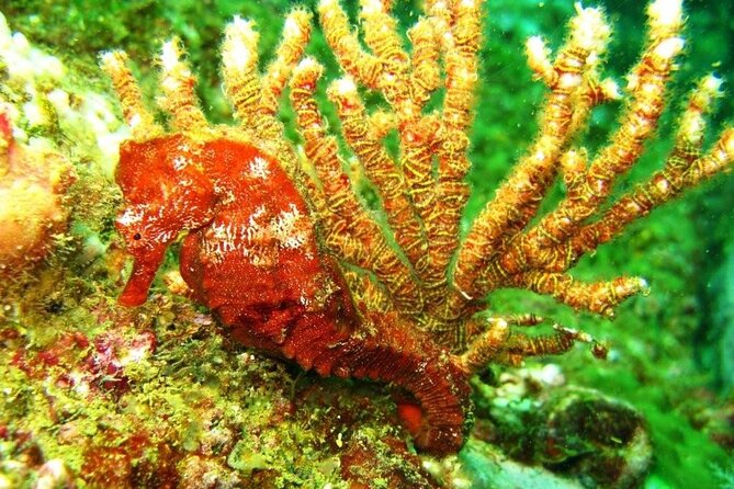 2 Tank Boat Dives for Certified Divers - Who will enjoy this Acapulco outing