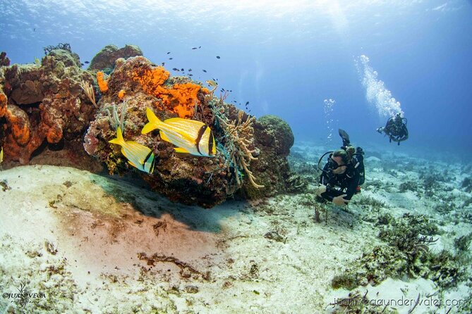 2 Tank Cozumel Reef Boat Dives - A calm start from San Miguel