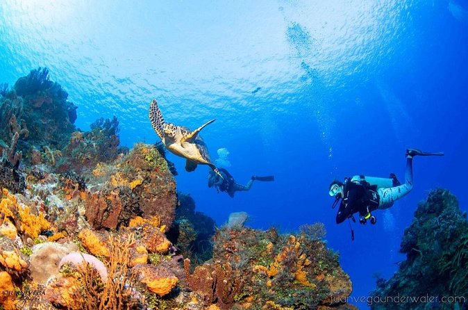 2 Tank Cozumel Reef Boat Dives - Is $179.21 a fair price?