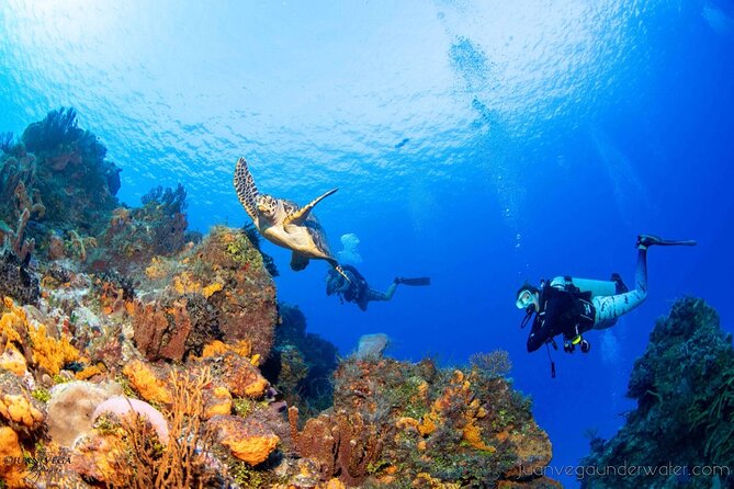 2 Tank Cozumel Reef Boat Dives - Morning, afternoon, or twilight options