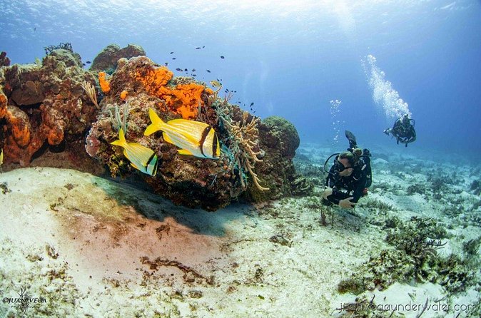 2 Tank Cozumel Reef Boat Dives - Who should book this Cozumel outing?