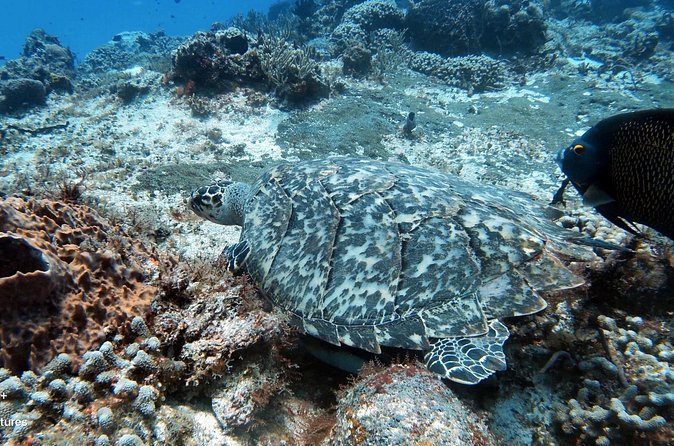 2 Tank Cozumel Reef Boat Dives - FAQ