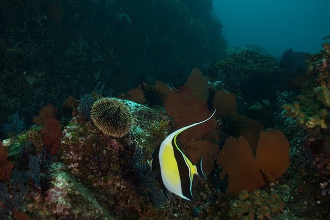2 Tank Dive - Certified Divers (Santa Maria Bay & Chileno Bay) - Why Site Flexibility Matters
