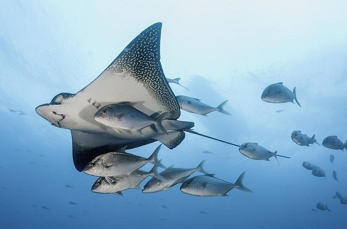 2 Tank Dive - Certified Divers (Santa Maria Bay & Chileno Bay) - What Is Included, and What You Need to Bring