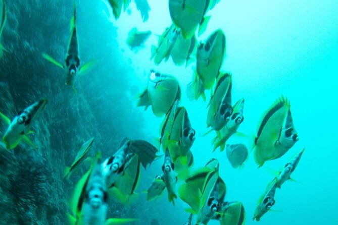 2 Tank Dive - Certified Divers (Santa Maria Bay & Chileno Bay) - Timing, Weather, and Cancellation
