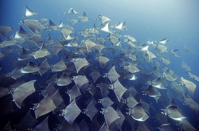 2 Tank Dive - Certified Divers (Santa Maria Bay & Chileno Bay) - The Practical Verdict on Value